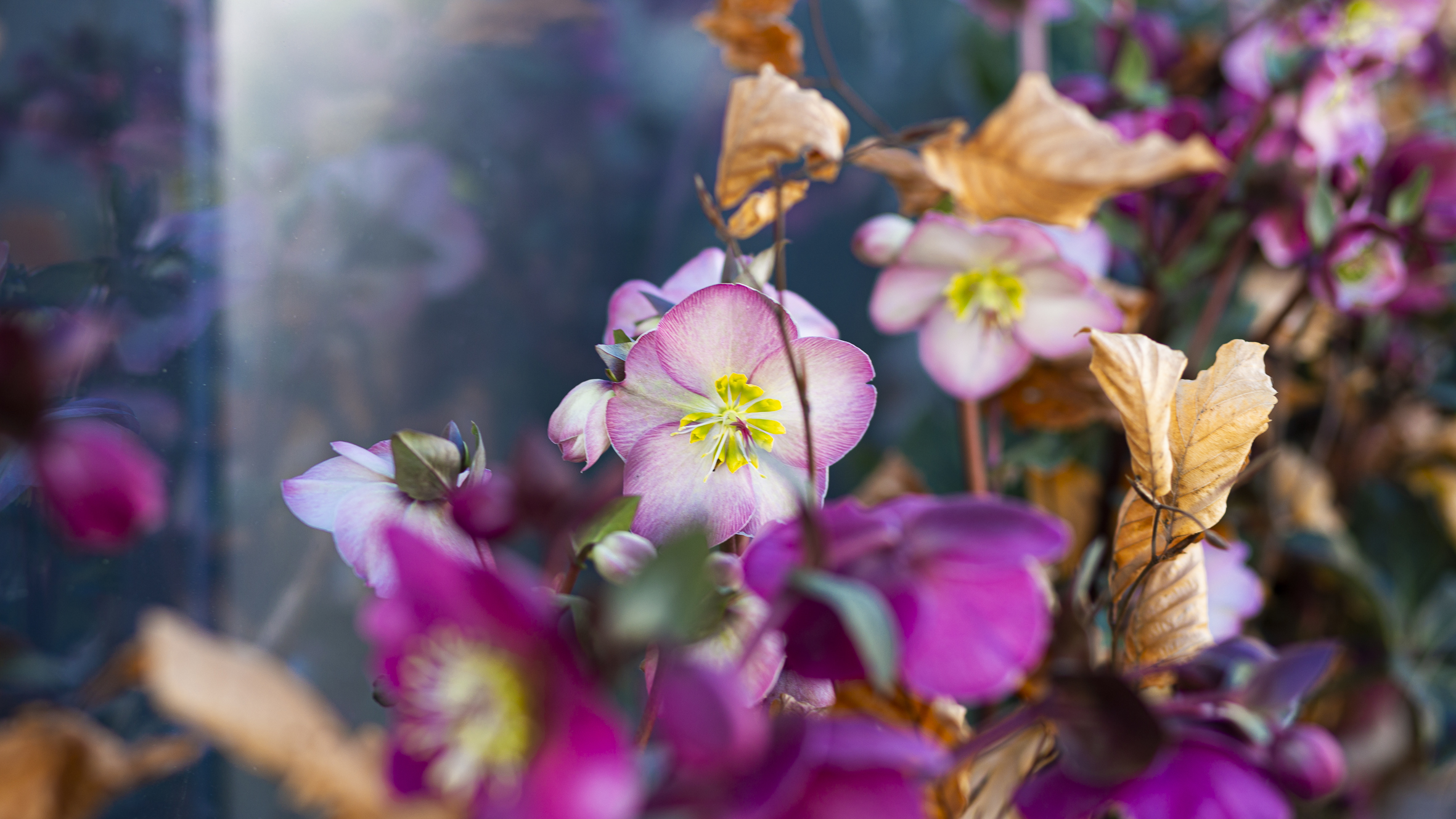 Blumen Online kaufen bei Floristik Obendrauf - blumen-kaufen.at by